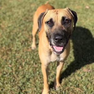 A happy brown dog standing on a grassy field, looking directly at the camera with its mouth open and tongue out.