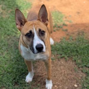 a brown and white dog standing on a grassy area