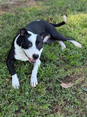 Dahlia, Mixed Breed, adult, available for adoption
