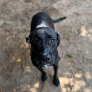 A black dog with a white patch on its chest looking up at the camera.