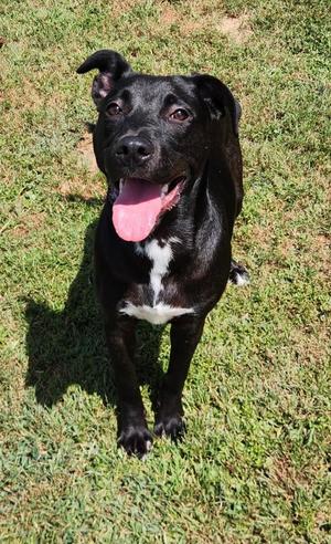 Cleo, Labrador Retriever, young, available for adoption