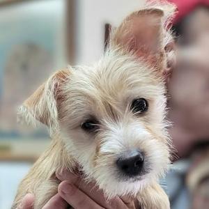 A small, fluffy dog with light-colored fur being held by a person.