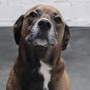 Dewey, Mixed Breed, adult, available for adoption