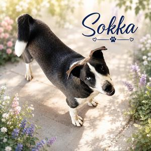 Sokka, Siberian Husky / Boxer, young, available for adoption