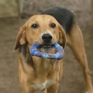 A tan and black hound dog holding a blue chew toy in its mouth.