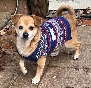 HONEY, Welsh Springer Spaniel, senior, available for adoption