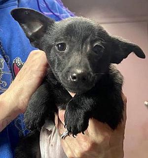 TOFU, Chiweenie, young, available for adoption