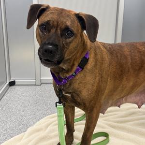 Chocolate, Mixed Breed (Large), adult, available for adoption