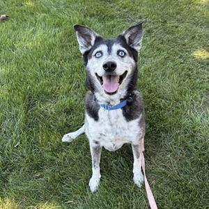 A happy husky dog with blue eyes and a black and white coat is sitting on a grassy lawn, wearing a blue collar and a pink leash.
