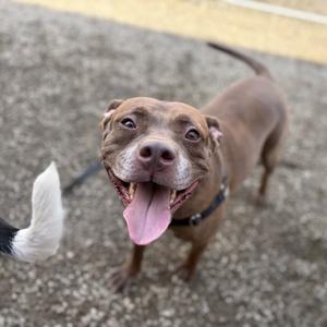 A happy brown pitbull with its tongue hanging out.