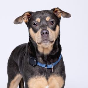 A black and tan dog with floppy ears wearing a blue collar