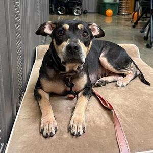 Sayju, Mixed Breed (Large), young, available for adoption