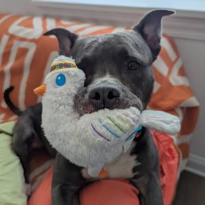 Diet Coke, Mixed Breed (Large), adult, available for adoption