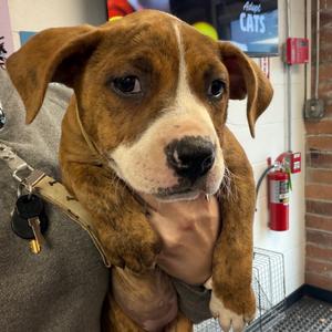 Fuzzy, Mixed Breed (Large), available for adoption