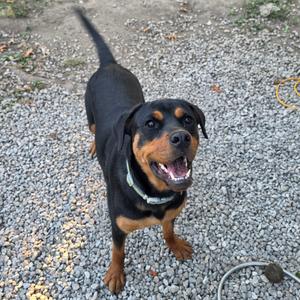 A black and tan Rottweiler dog standing on a gravel surface, looking up with its mouth open and tongue out.
