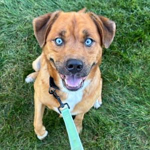Muggs, Mixed Breed (Large), young, available for adoption