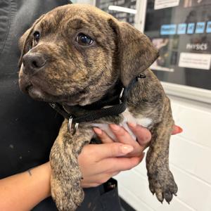 Trance, Mixed Breed (Large), available for adoption