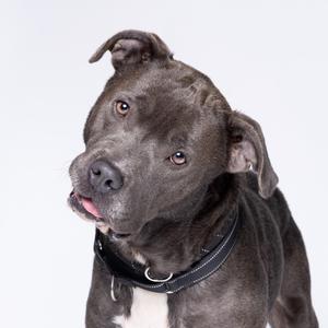 A gray dog with a black collar looking at the camera