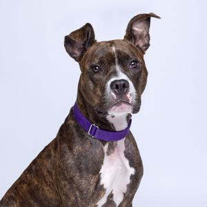 A brindle and white dog with a purple collar