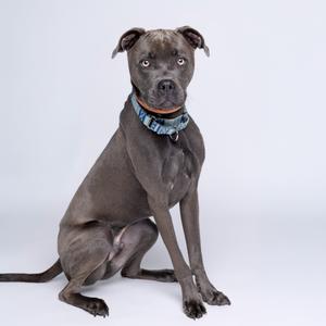 A gray dog sitting on a white background, wearing a blue and black patterned collar.