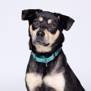 A black and tan dog with a teal collar looking directly at the camera.