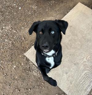 Kai, Labrador Retriever, adult, available for adoption