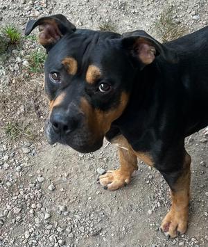 Clifford, American Bully, adult, available for adoption