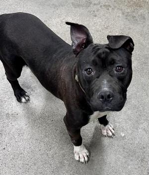 Wilbur, Pit Bull Terrier / French Bulldog, adult, available for adoption