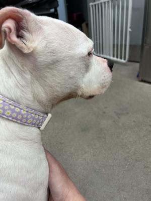 A white dog with a purple floral collar is shown from the side in profile.