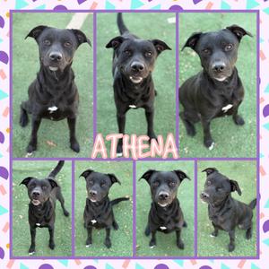 Athena, Retriever, Black Labrador, adult, available for adoption