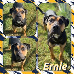 Ernie, Terrier, American Pit Bull, adult, available for adoption