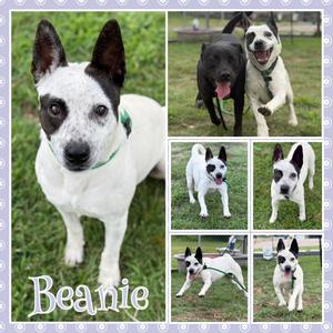 Beanie, Cattle Dog, Australian (Blue Heeler), adult, available for adoption