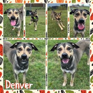 Denver, Shepherd, adult, available for adoption