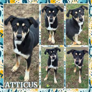 Atticus, Retriever, Black Labrador, adult, available for adoption