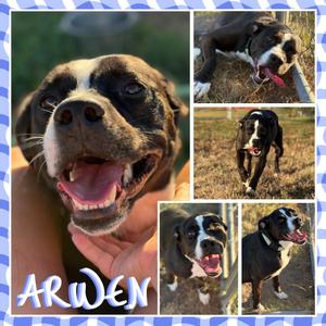 Arwen, Terrier, Pit Bull, adult, available for adoption