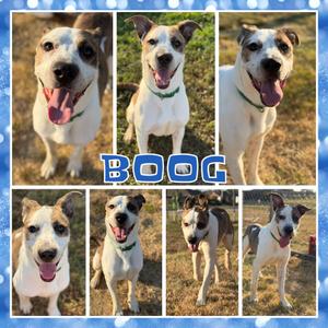 Boog, Terrier, Pit Bull, adult, available for adoption
