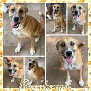Cornbread, Shepherd, senior, available for adoption