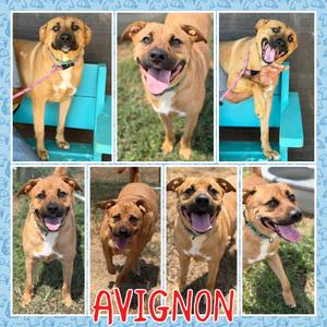 Avignon, Mixed Breed (Medium), adult, available for adoption