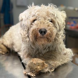 Bentley, Schnauzer, Standard, senior, available for adoption
