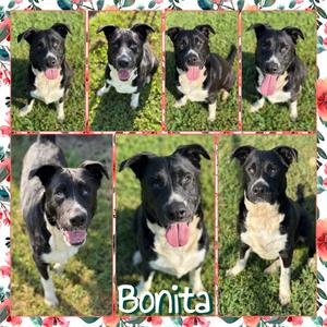 Bonita, Retriever, Labrador, adult, available for adoption