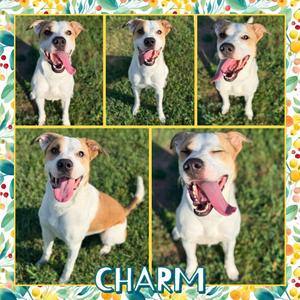 Charm, Terrier, Pit Bull, adult, available for adoption
