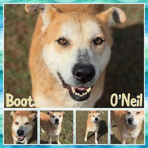 Boots O'Neal, Shepherd, Anatolian, senior, available for adoption