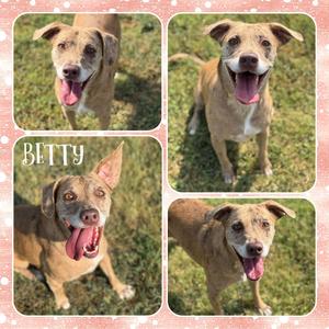 Betty, Catahoula Leopard Dog, senior, available for adoption