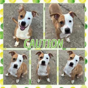 Caution, Terrier, American Pit Bull, adult, available for adoption