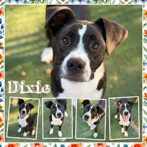 Dixie, Terrier, adult, available for adoption