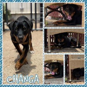 Changa, Hound, young, available for adoption