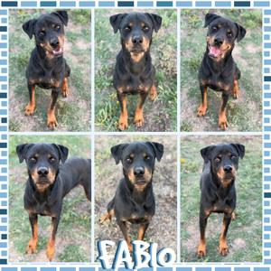 Fabio (Leo), Rottweiler, adult, available for adoption