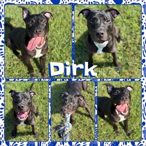 Dirk, Retriever, Black Labrador, adult, available for adoption
