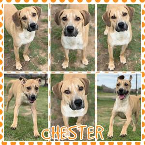 Chester, Retriever, Labrador, adult, available for adoption