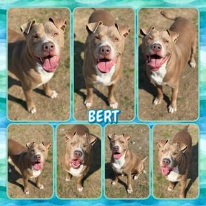 Bert, Terrier, Pit Bull, adult, available for adoption